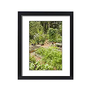 Media Storehouse Framed 20x16 Print of Issaquah, Washington State, USA. Garden Full of Raised Bed Gardens (19320730)
