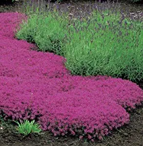 Seeds Creeping Thyme Thymus Serpyllum Magic Carpet Get 25#SAP01YN