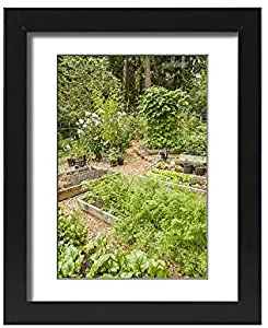 Media Storehouse Framed 15x11 Print of Issaquah, Washington State, USA. Garden Full of Raised Bed Gardens (19320730)
