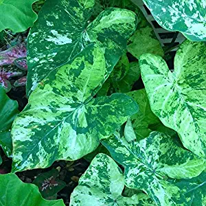 CaladiumBulb 'Frog in a Blender' Fancy Leaf Caladium, Now Shipping !(15 Bulbs) by AchmadAnam