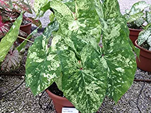 Caladium Caladium 'Frog in a Blender' (3 Bulbs) Fancy Leaf, Shade Loving