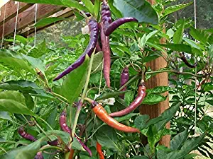 Buena Mulata Pepper Seeds