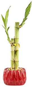 6-Inch Live Lucky Bamboo"Love" Two Stalk Arrangement with Round Red Planter - Indoor House Plant for Good Luck, Fortune, Feng Shui and Zen Gardens