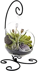 Bliss Gardens Air Plant Terrarium Kit with Amethyst - 6